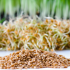 BULK Organic Wheatgrass Seeds Hard Red Winter Wheat Berries 5-Pounds - Image 2