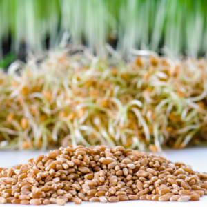 BULK Organic Wheatgrass Seeds Hard Red Winter Wheat Berries 5-Pounds