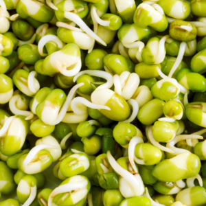 BULK Organic Mung Beans Sprouting and Microgreen Seeds 5-Pounds