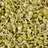 BULK Organic Green Lentils Sprouting Seeds 5-Pounds - Image 3