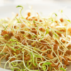 BULK Organic Green Lentils Sprouting Seeds 5-Pounds - Image 4